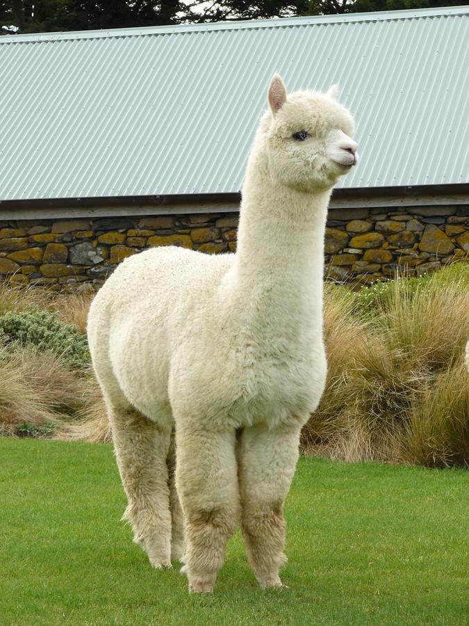 Alpaca Farmstay Dunedin Esterno foto