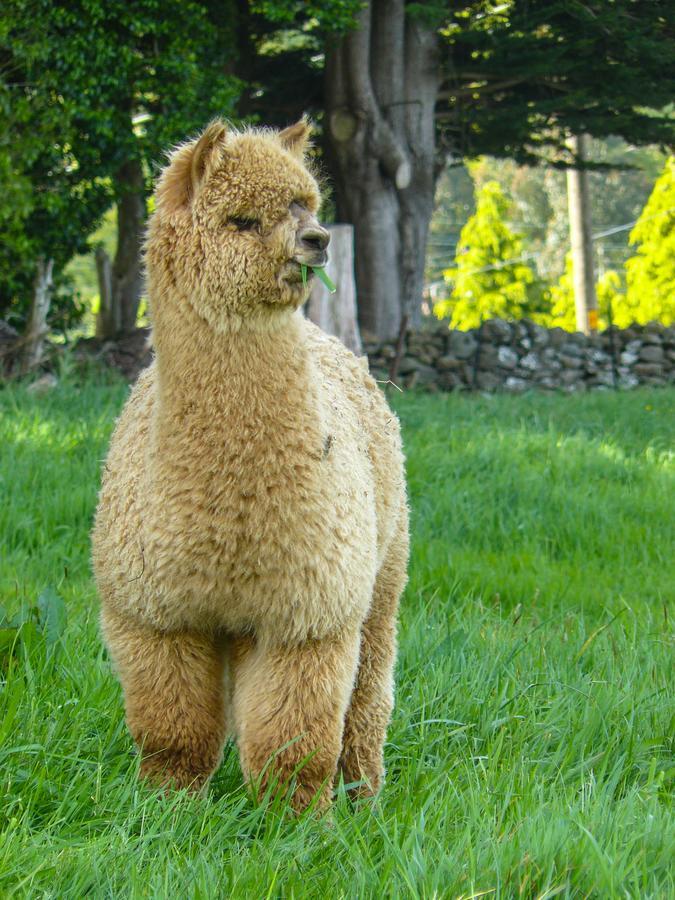 Alpaca Farmstay Dunedin Esterno foto