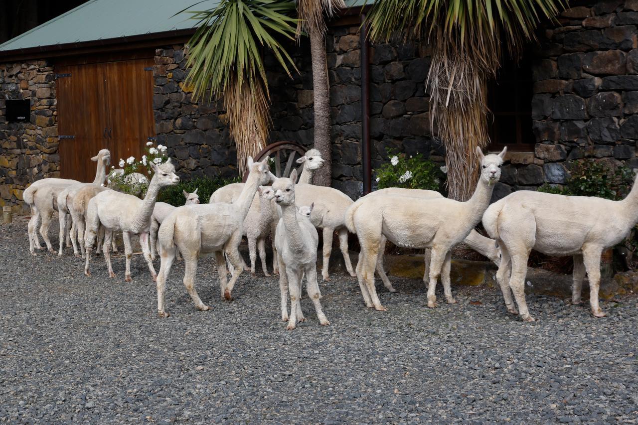 Alpaca Farmstay Dunedin Esterno foto